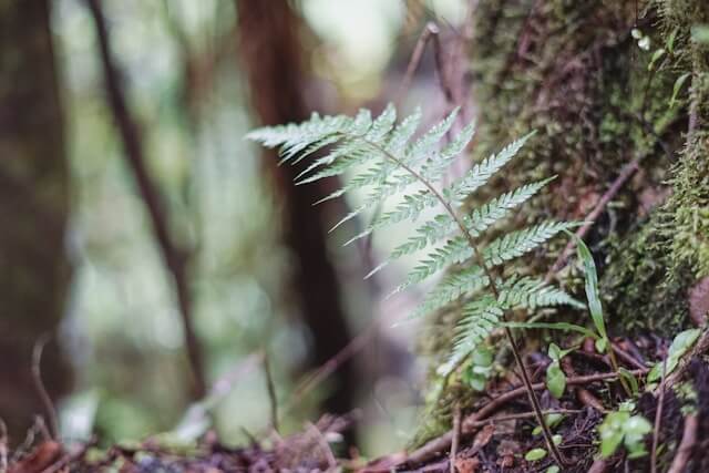 Unique Rainforest Slogans