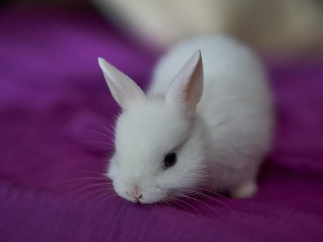 Unique Bunny Usernames