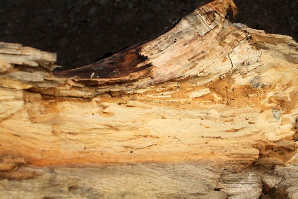 Multi-layer Termite Defense Strategy