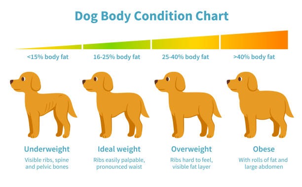 Dog’s Gut Health