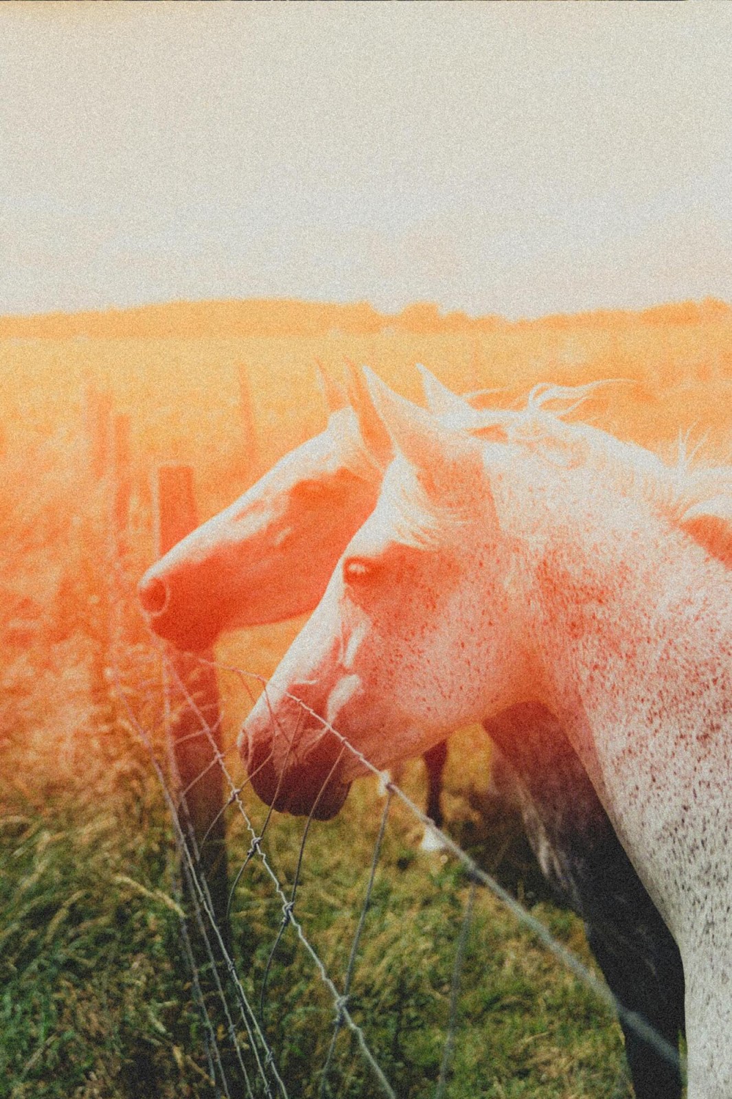 Supplies for Everyday Horse Care