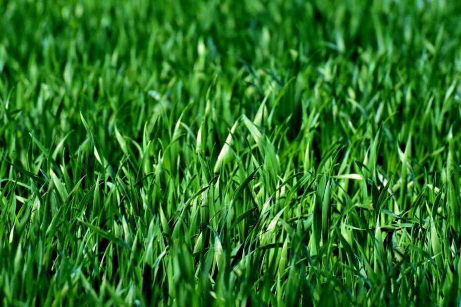 Artificial Lawn Solutions