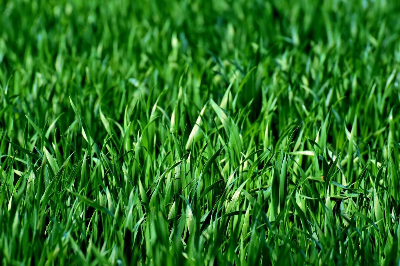 Artificial Lawn Solutions