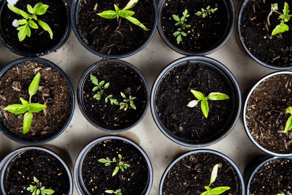 Heirloom Vegetables to Cultivate