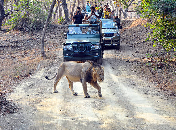 Gir Wildlife Experience