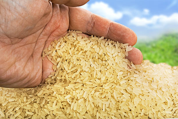 Best Basmati Rice Brand in UAE for Everyday Cooking