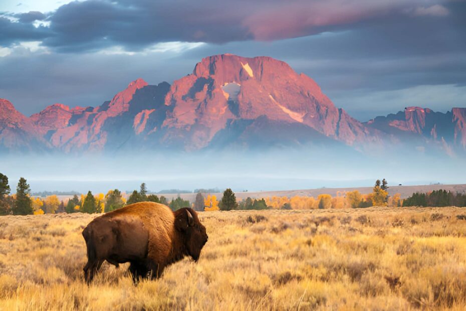 Holiday Deals on Hotels in Jackson Wyoming
