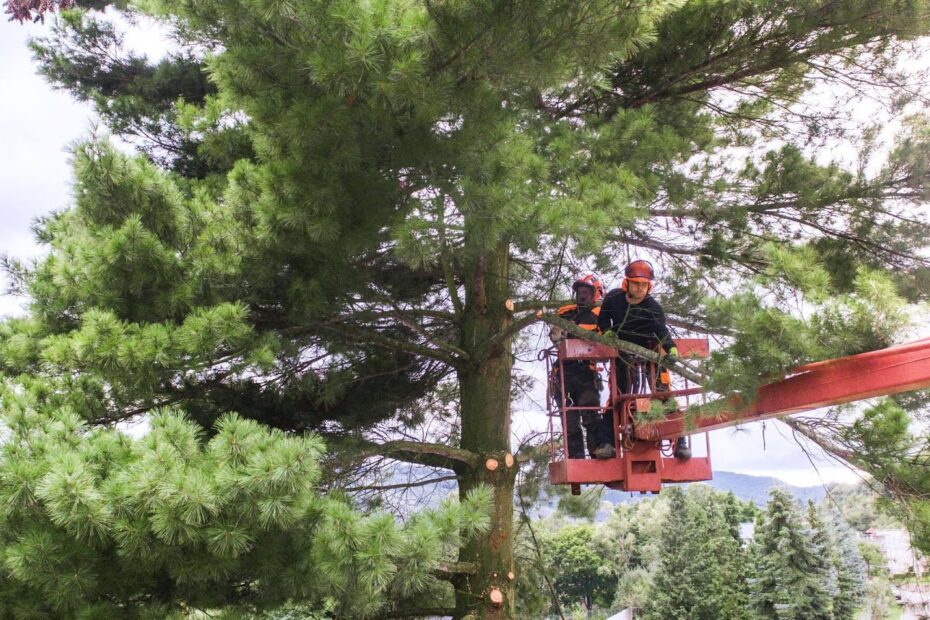 Professional Tree Services for Care, Maintenance, and Safety