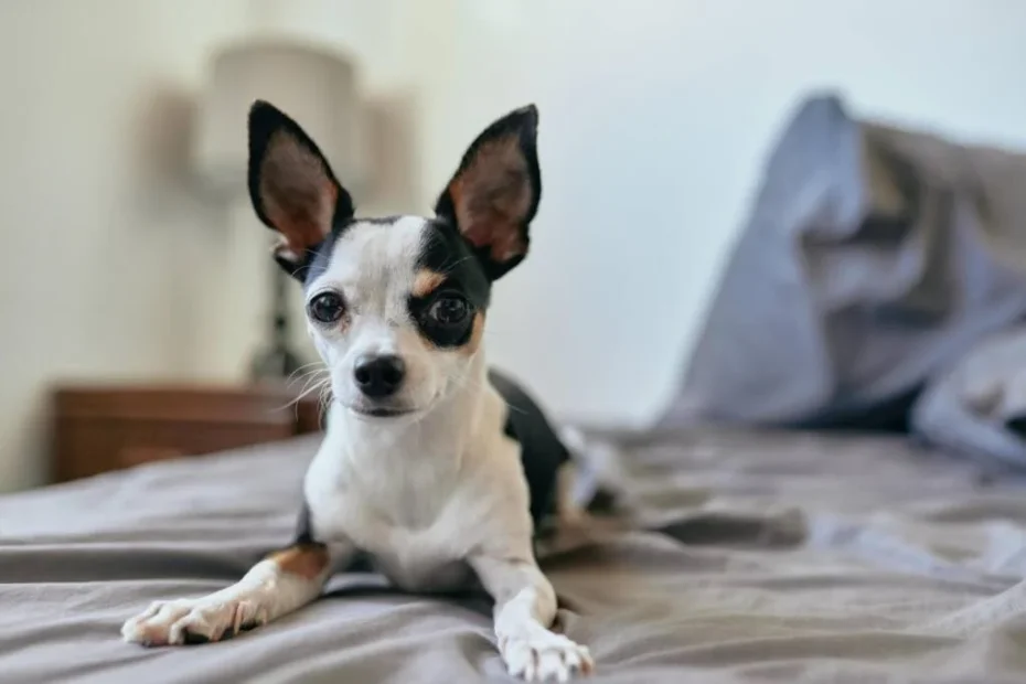 Living Spaces Designed