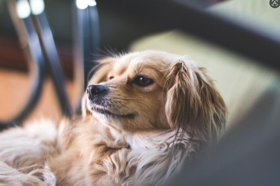 Pet-Friendly Apartment Living for Comfortable Urban Homes