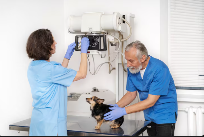 Veterinary Care