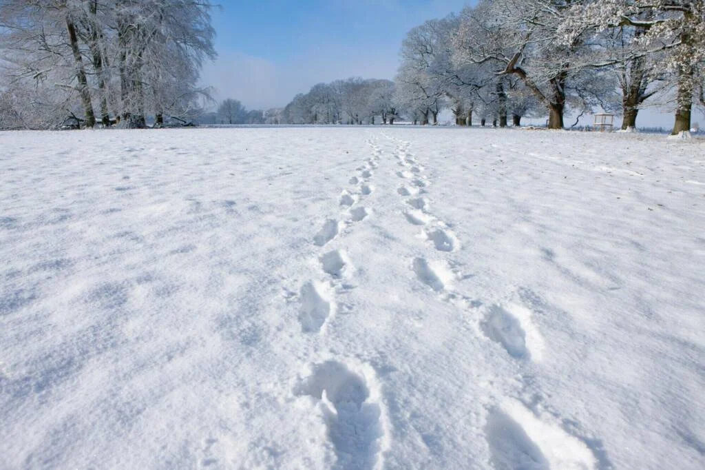 Professional Commercial Snow Removal Solutions