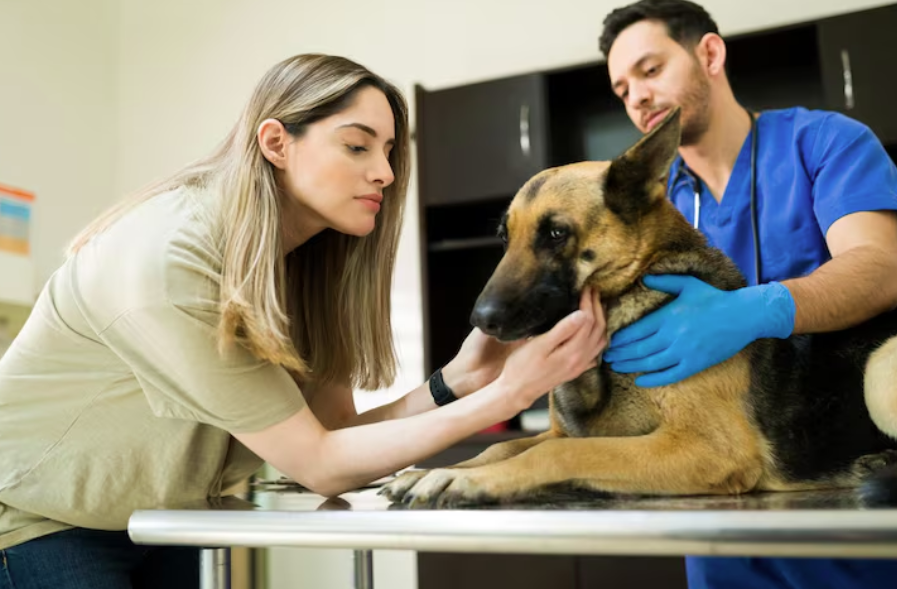 Veterinarians