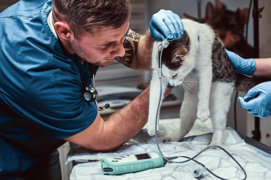 The Role Of Veterinary Hospitals
