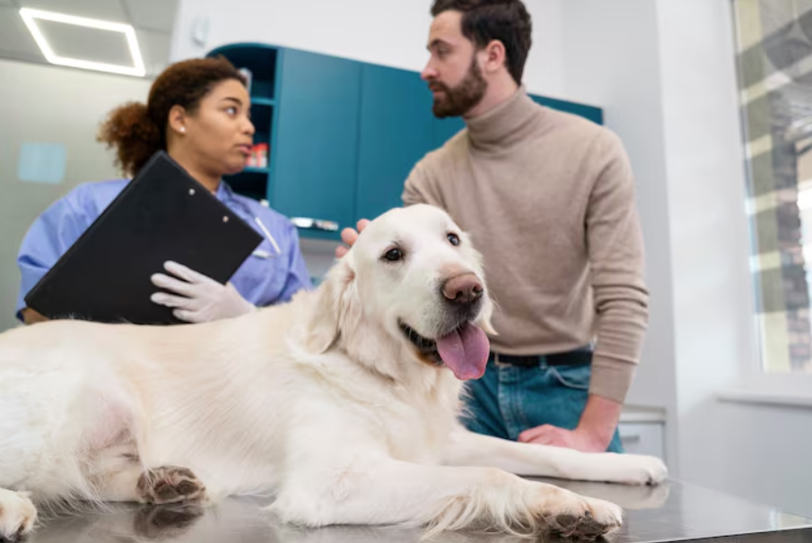 Animal Hospitals