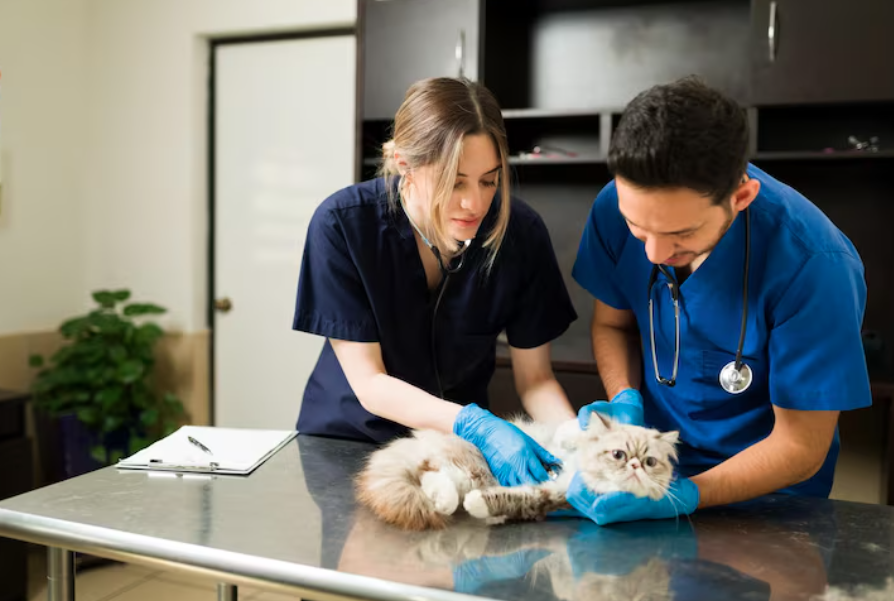 The Future Of Veterinary Urgent Care