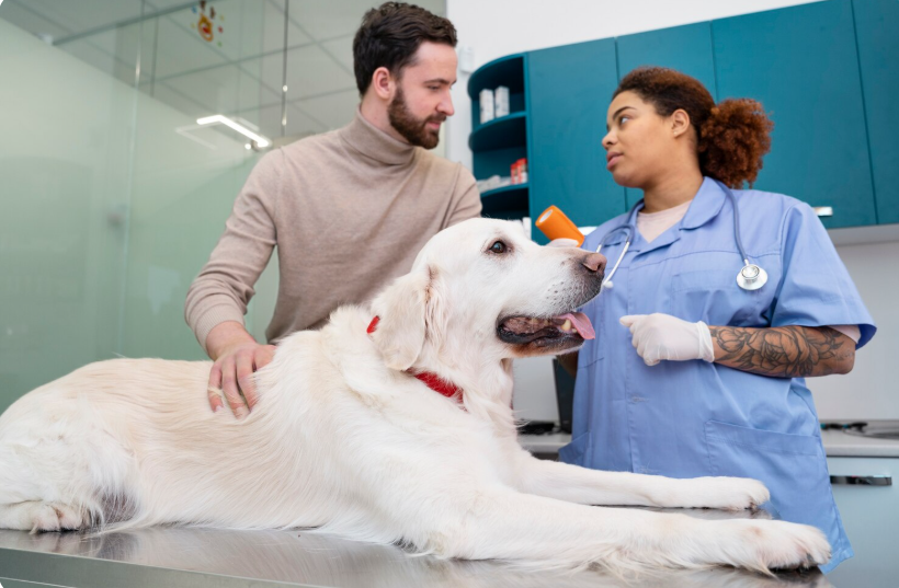 The Connection Between Veterinary Hospitals And Preventive Health