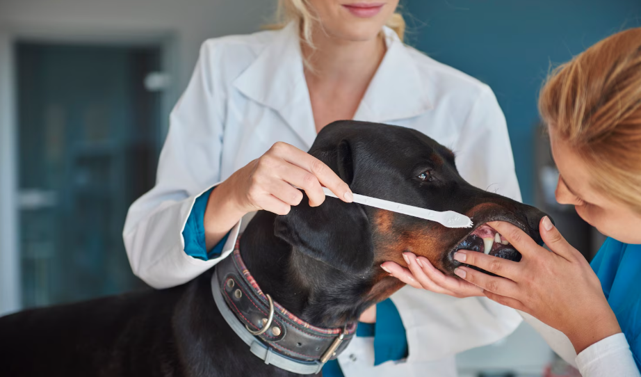 Dog Hospitals Manage Skin